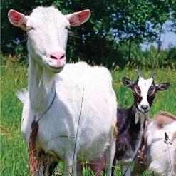 Companion Books Hobby Farm Goats - Books and Magazines